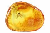 Fossil Fly (Diptera) In Baltic Amber - Great Amber Clarity #69309-3